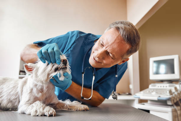 Best Walk-In Emergency Dentist in Woodbourne, PA